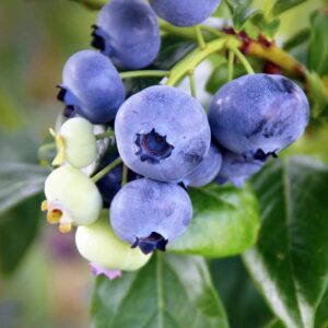 Votaniki Climax Blueberry 1-2 Ft Plant - Perennial Heavy Yielding Vaccinium Ashei Rabbitey Plant - Sweet, Juicy Berries and Easy to Grow