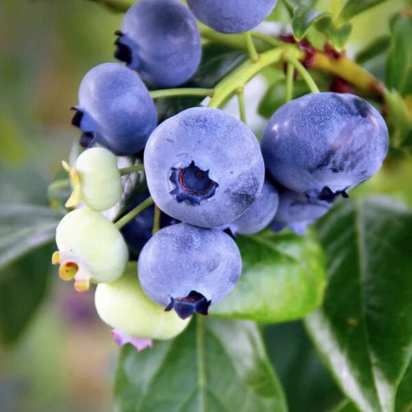 Votaniki Climax Blueberry 1-2 Ft Plant - Perennial Heavy Yielding Vaccinium Ashei Rabbitey Plant - Sweet, Juicy Berries and Easy to Grow