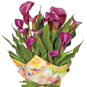 Votaniki Royal Plum Calla Lily - Fragrant Trumpet Shaped Flowers, Perennial Calla Lily (Zantedeschia 'Purple Sensation') | Summer Flowering Bulbs, Hybrid Calla Lily Bulbs - Easy to Grow