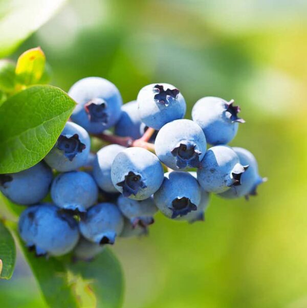 Votaniki Climax Blueberry 1-2 Ft Plant - Perennial Heavy Yielding Vaccinium Ashei Rabbitey Plant - Sweet, Juicy Berries and Easy to Grow