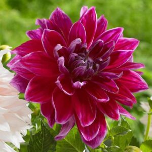 Votaniki Dahlia Dinnerplate Mero Star Flower Bulbs - Perennial Summer Bloom | Long-Lasting and Vibrant Flowers Bulbs