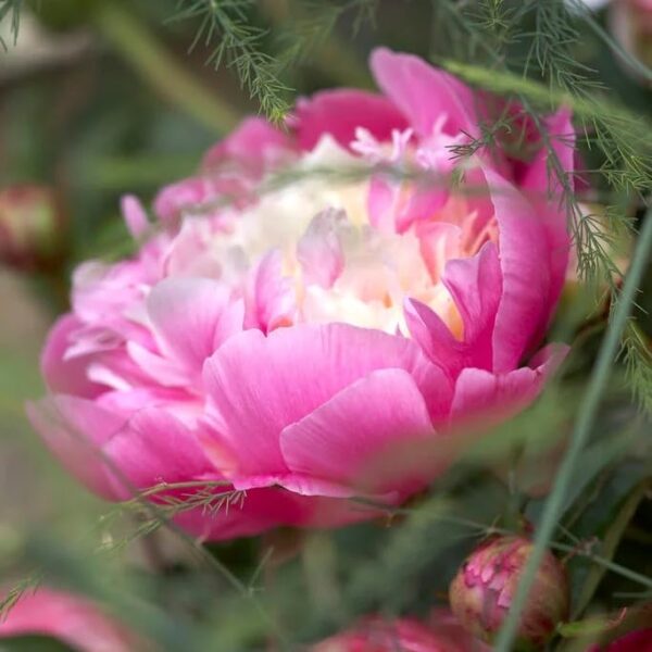 Votaniki Bowl of Beauty Peony - Perennial & Fragrant Flower Plant, Paeonia Lactiflora ‘Bowl of Beauty' (Peony) Roots for Planting | Pink Peonies Roots, Easy to Grow