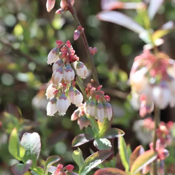 Votaniki Climax Blueberry 1-2 Ft Plant - Perennial Heavy Yielding Vaccinium Ashei Rabbitey Plant - Sweet, Juicy Berries and Easy to Grow