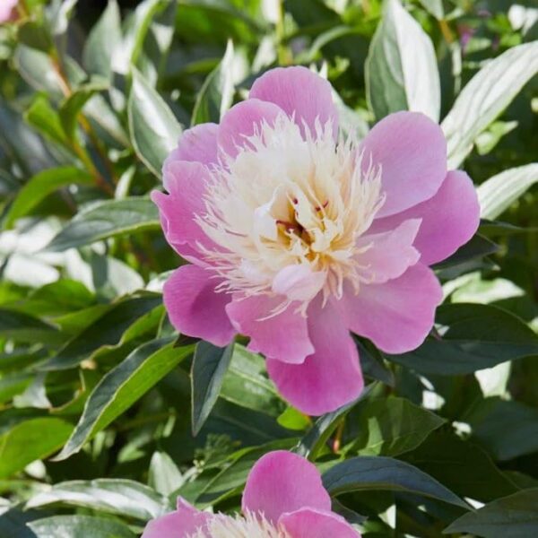 Votaniki Bowl of Beauty Peony - Perennial & Fragrant Flower Plant, Paeonia Lactiflora ‘Bowl of Beauty' (Peony) Roots for Planting | Pink Peonies Roots, Easy to Grow