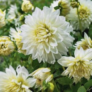 Votaniki Dinnerplate Dahlia White Perfection - Perennial Dahlia, Large Blooms, Dahlia 'White Perfection' Tubers for Planting | Summer Flowers - Easy to Grow