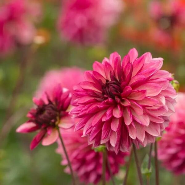 Votaniki Bacardi Dahlia Bulbs - Beautiful Garden All Season Long | Perennial Dahlia, Large Blooms, Premium Bacardi Dahlia Bulbs for Planting - Easy to Grow