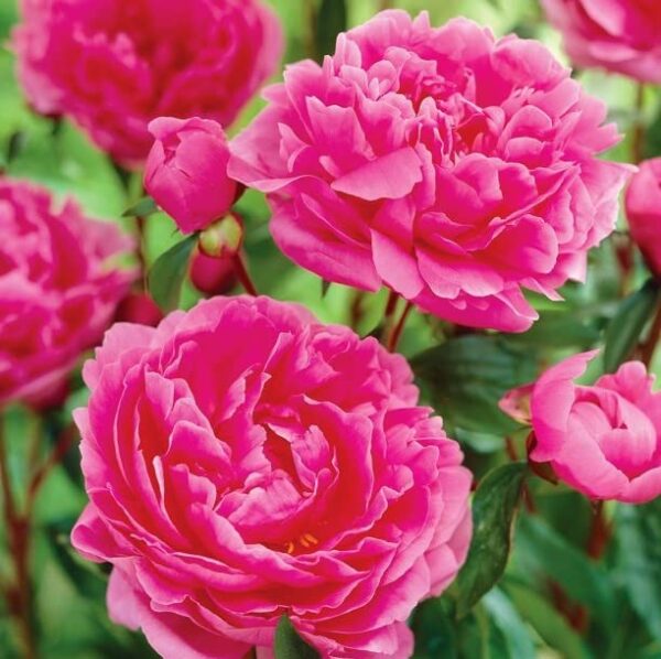 Votaniki Margaret Truman Peony Roots - Perennial with Beautiful Blooms, Peony Root for Planting | Stunning Pink Blooms, Fragrant, and Low Maintenance