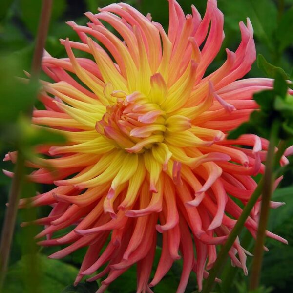 Votaniki Alfred Grille Cactus Dahlia Tuber - Vibrant Colors, Large Blooming Cactus Dahlia | Perfect Addition to Any Garden - Perennial Plant That Comes Back Year After Year