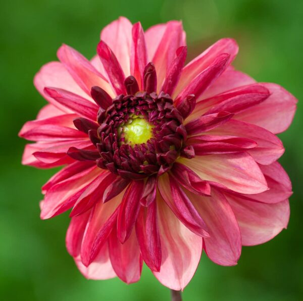 Votaniki Bacardi Dahlia Bulbs - Beautiful Garden All Season Long | Perennial Dahlia, Large Blooms, Premium Bacardi Dahlia Bulbs for Planting - Easy to Grow