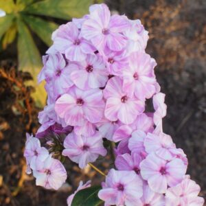 Votaniki Picasso Phlox Bare Root - Large Clusters of White & Purple Flowers - Perennial Phlox Flower Bare Root for Planting - Stunning Colors and Fragrance