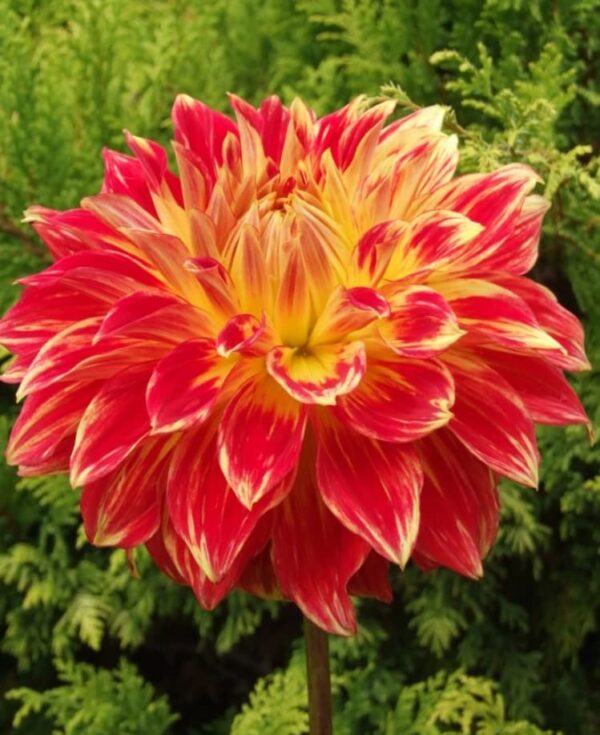 Votaniki Tyler James Dahlia Bulbs for Planting - Long-Lasting Blooms, Perennial Dahlia Flower | Perfect for Cut Flowers, Large Flowering Dahlia Bulbs