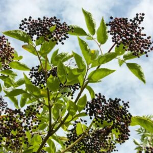 Votaniki York Elderberry - High Yielding Elderberry, Perennial Fruit Plant for Planting | Elderberry (Sambucus Canadensis) Plant- Easy to Grow