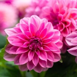 Votaniki Lucky Number Dahlia Bulbs - Attract Pollinators, Perennial Vibrant Flowers for Any Garden - Large Blooming Dahlia Bulbs for Planting - Easy to Grow