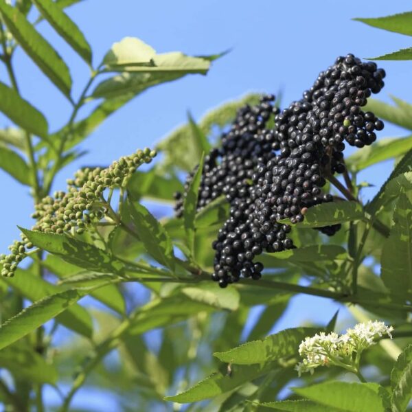 Votaniki Johns Elderberry 1 Gallon Plant 2 Year Old - Fruit Producer Johns Elderberry - Perennial, High Yelding Plant - Low Maintenance and Easy to Grow