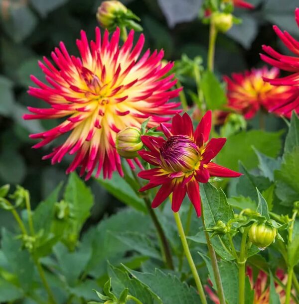 Votaniki Tahiti Dahlia Bulbs for Planting - Perennial Dahlia Bulbs, Large, Vibrant Blooms for a Long-Lasting Garden Display