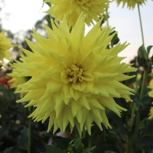 Votaniki Dahlia Trooper Dan - Perennial Dinnerplate Dahlia 'Trooper Dan' Tubers Ready for Planting | Large Flowering Dahlia - Easy to Grow