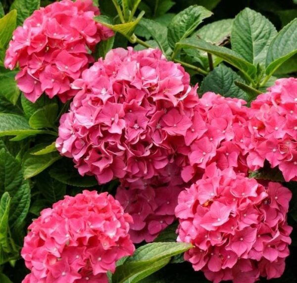 Votaniki Pink Beauty Hydrangea Plant - Hydrangea Macrophylla Plant in Quart Pot - Perennial Bright Pink Blooms, Perfect for Garden or Indoor