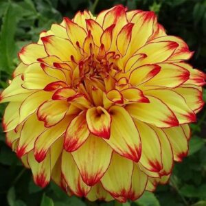 Votaniki Dahlia Lady Darlene Bulb for Plant - Perennial Dahlia Bulb | Rich Golden Yellow Petals with Red Tips