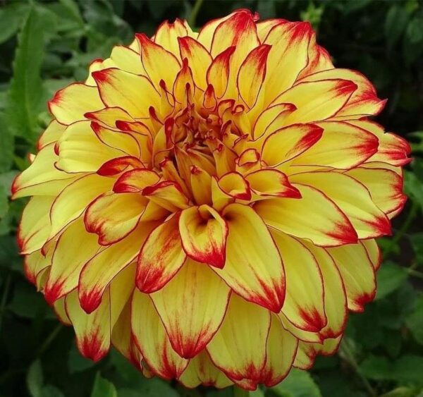 Votaniki Dahlia Lady Darlene Bulb for Plant - Perennial Dahlia Bulb | Rich Golden Yellow Petals with Red Tips