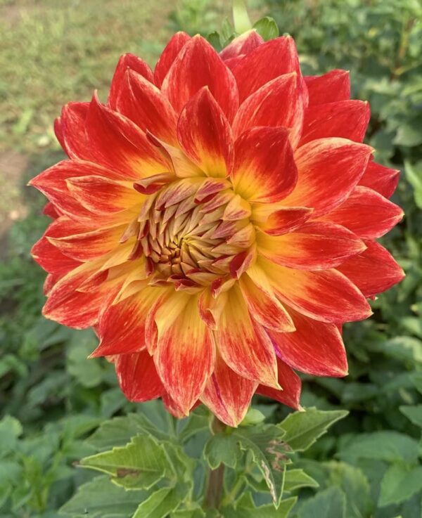 Votaniki Tyler James Dahlia Bulbs for Planting - Long-Lasting Blooms, Perennial Dahlia Flower | Perfect for Cut Flowers, Large Flowering Dahlia Bulbs