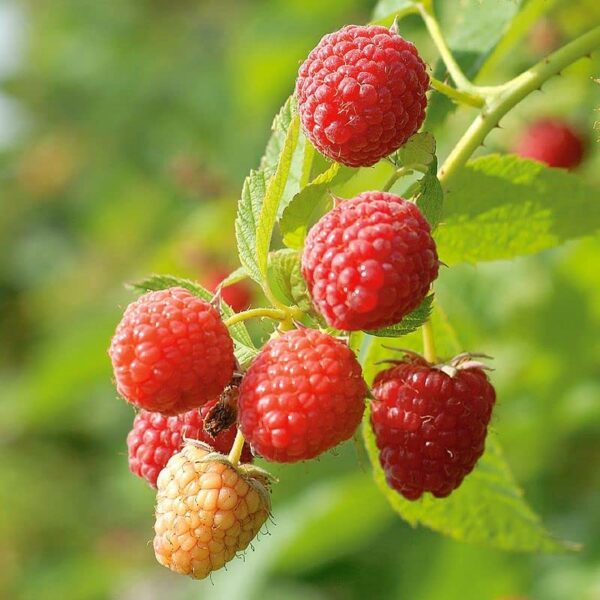 Votaniki Prelude Raspberry Plant - High Yielding Perennial Fruit Plant | Early Ripening, Red Berry, Raspberry Live Plant - Easy to Grow