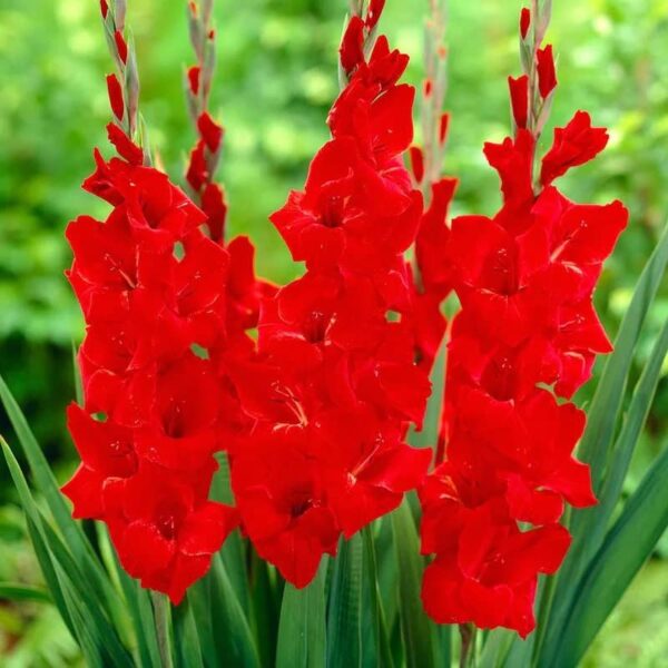 Votaniki Red, White, & Green Gladiolus Mix Bulbs - Perennial, Large Blooms, Versatile Gladiolus Flower Bulbs for Planting - Low Maintenance & Easy to Grow