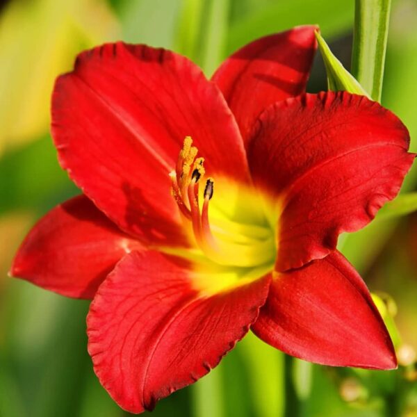 Votaniki Pardon Me Daylily Bulbs - Perennial, Reblooming Daylily, Beautiful Blooms Year After Year - Perfect for Any Garden | Easy to Grow and Low Maintenance Daylily