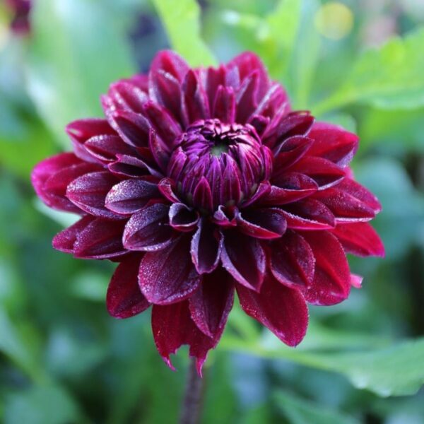 Votaniki Dahlia Decorative Diva - Perennial Dahlia 'Diva' Tubers Ready to Plant | Blooms Summer Through Fall, Large Flowering Dahlia - Easy to Grow