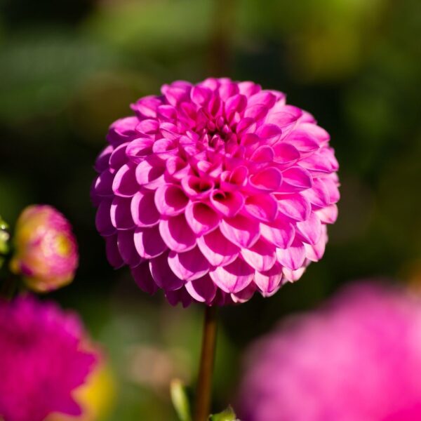 Votaniki Dahlia Pompon Jan Van Schaffelaar - Pink Color Dahlia Tubers Ready to Plant | Summer Flower, Perennial Dahlia (Pompon Dahlias) - Easy to Grow