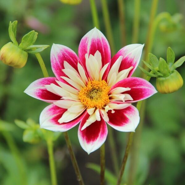 Votaniki Fashion Monger Dahlia - Lagre Blooms, Perennial Dahlia Collarette 'Fashion Monger' Bulbs | Summer Flowering Dahlia Bulbs - Easy to Grow