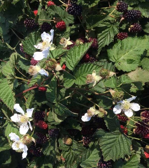 Votaniki Boysenberry Plant - High Yielding Perennial Fruit Plant Ready to Planting | Hybrid Boysenberry (Rubus Ursinus × Rubus Idaeus), Berry Plant - Easy to Grow