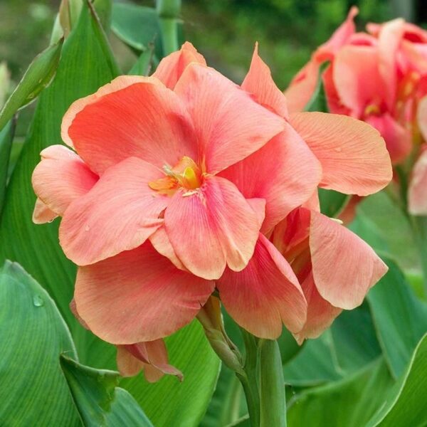 Votaniki Miss Oaklahoma Giant Canna - Showy Pink Flowers, Perennial Canna Lily Bare Root for Planting | Canna X Generalis 'Miss Oklahoma' - Easy to Grow