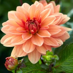 Votaniki Dahlia Summer Flame - Perennial Decorative Dahlia (Summer Flame) Tubers Rady to Plant | Large Blooms, Summer Flowers, Easy to Grow