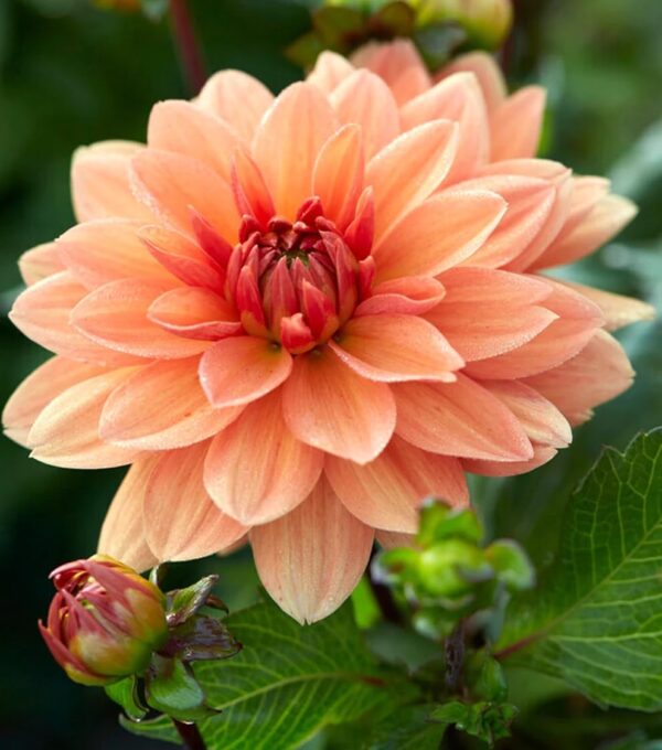 Votaniki Dahlia Summer Flame - Perennial Decorative Dahlia (Summer Flame) Tubers Rady to Plant | Large Blooms, Summer Flowers, Easy to Grow