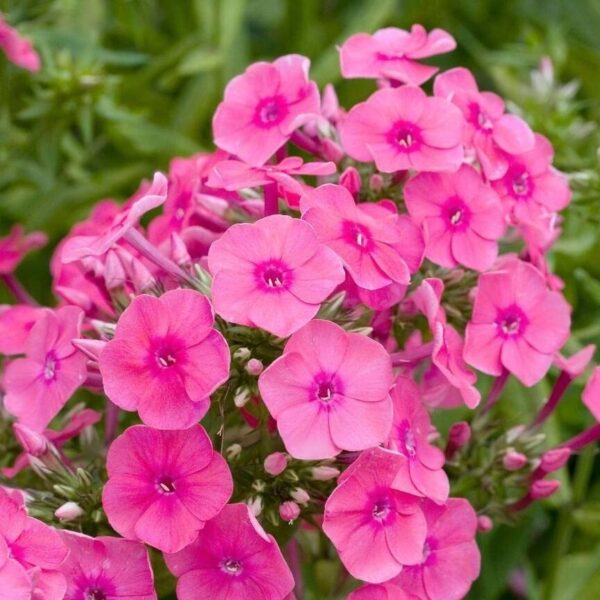 Votaniki Pink Attraction Phlox Bare Root - Perennial, Versatile, and Suitable for Various Planting - Beautiful Pink Blooms for Any Garden - Long Blooming Season