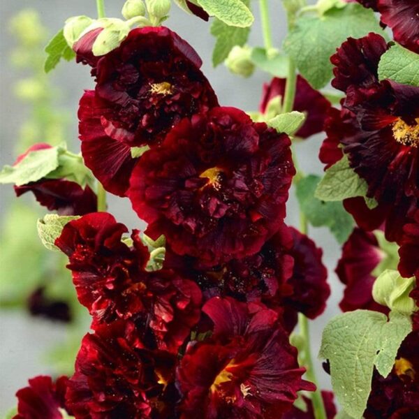 Votaniki Alcea Rosea Charter's Double Maroon Hollyhock Rhizome - Perennial, Versatile, Attracts Pollinators, Hollyhock Flower Rhizome | Easy to Grow and Low Maintenance