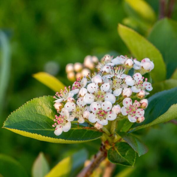 Votaniki Aronia Black Chokeberry Quart Pot Root Start - Attractive Foliage and Fruit, Perennial Aronia Melanocarpa Black Chokeberry - Easy to Grow and Maintain