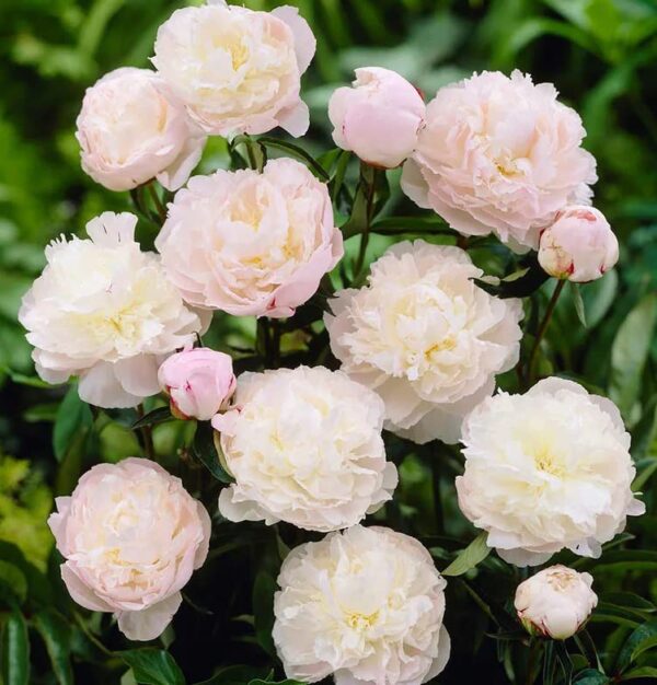 Votaniki Shirley Temple Peony Bulbs - Fragrant Light Pink Double Flowering Type Blooms | Perennial, Attracts Pollinators, Easy to Grow