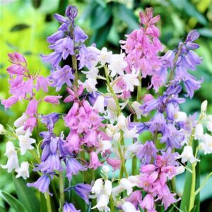 Votaniki Spanish Bluebell Mixture - Perennial Spanish Bluebells (Wood Hyacinth) Bulbs for Planting | Spring Flowering Bulbs, Bell Shaped Flowers - Easy to Grow