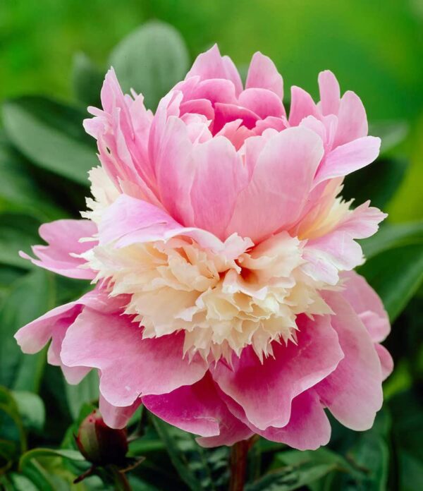 Votaniki Sorbet Peony Bareroot for Planting - Fragrant, Long-Lasting, Perennial Peony Bareroot | Large Blooms - Easy to Grow Sorbet Peony