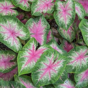 Votaniki Rosebud Pink Caladium Bulbs - Perennial Caladium ‘Rosebud’ (Angel Wings) Bulbs for Planting | Eye Catching Foliage Plant, Easy to Grow