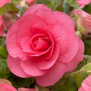 Votaniki Double Pink Begonia Bulbs- Spectacular Flowers, Perennial Pink Begonia | Summer Flowering Bulbs - Easy to Grow