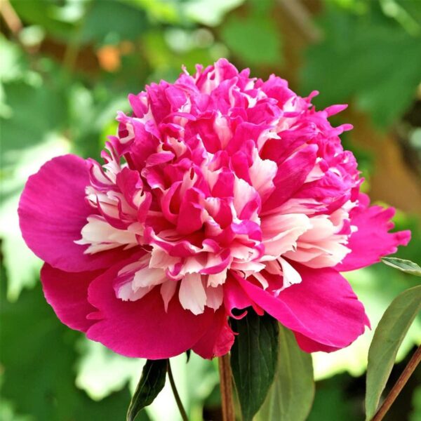 Votaniki Celebrity Peony Roots - Beauty and Fragrance, Perennial, Deep Pink Peony Flowered Roots - Stunning Blooms Year After Year