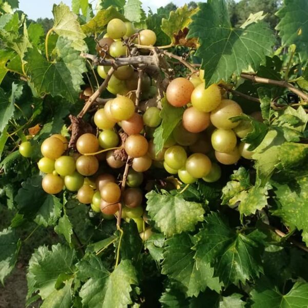 Votaniki Triumph Muscadine Grape 1 Gallon Plant 2 Year Old - Perennial, High-Yielding, Triumph Grape Vines Shrub Live Plant - Fast Growing & Low Maintenance Grape Plant