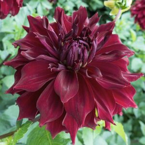 Votaniki Dinnerplate Dahlia Mingus Alex - Long Lasting Blooms, Perennial Alex Mingus Dahlia Bare Root Ready to Plant | Easy to Grow & Low Maintenance