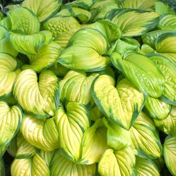 Votaniki Stained Glass Hosta Bulbs - Beautiful Leaves, Perennial Hosta Bulbs for Planting - Perfect Addition to Any Garden | Fast Growing and Low Maintenance Plants