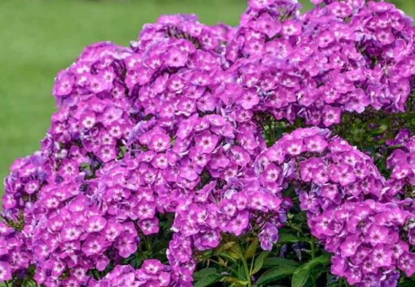 Votaniki Phlox Laura Bare Root - Perennial Phlox Paniculata ‘Laura’ (Garden Phlox) | Star Shaped Flowers, Summer Flowering Phlox - Easy to Grow