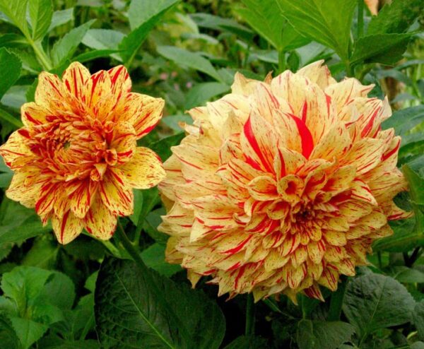 Votaniki Painted Madam Dahlia Bulbs for Planting - Perennial Dahlia, Vibrant Long-Lasting Blooms | Unique and Eye-catching Dahlia Flowering Bulbs