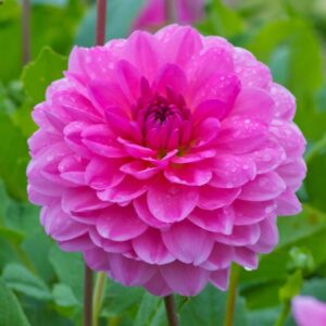 Votaniki Rosella Dahlia Bulbs - Large Blooms, Perennial, Vibrant Pink Blooms - Dahlia Decorative Rosella for a Stunning Flower Display - Easy to Grow