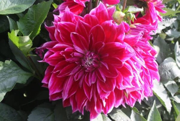 Votaniki Dahlia Dinnerplate Mero Star Flower Bulbs - Perennial Summer Bloom | Long-Lasting and Vibrant Flowers Bulbs